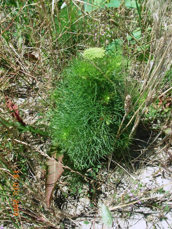 Ammi visnaga (= Visnaga daucoides )  /  Visnaga comune